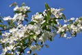 Branches with flowers of Malus sargentii. Royalty Free Stock Photo