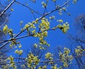 Branches and flowers of maple in the spring Royalty Free Stock Photo