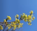 Branches and flowers of maple in the spring Royalty Free Stock Photo