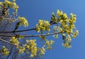 Branches and flowers of maple in the spring Royalty Free Stock Photo