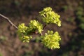 Branches and flowers of maple in the spring Royalty Free Stock Photo