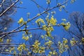 Branches and flowers of maple in the spring Royalty Free Stock Photo