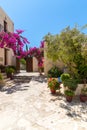 Branches of flowers pink bougainvillea bush, Crete, Greece