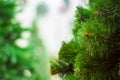 The branches of a fluffy Christmas tree are green