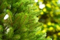 The branches of a fluffy Christmas tree are green