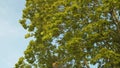 Branches of foliate trees against the sky