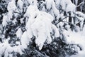 Branches of a forest coniferous tree covered with snow. Natural texture and background Royalty Free Stock Photo