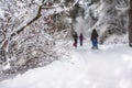 Branches of a forest tree covered with snow, unrecognizable families with a children with sleds in snowy park, winter