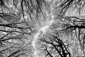 Branches forest in winter, abstract composition.