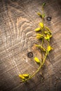 Branches forsythia background spring twig flower