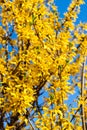 Branches of forsythia covered by yellow blossoms over blue sky