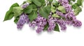 Branches fragrant spring lilac beautifully laid, isolated on white
