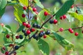 Branches of Frangula alnus with black and red berries