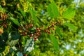 Branches of Frangula alnus with black and red berries. Fruits of Frangula alnus Royalty Free Stock Photo