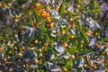 Branches of Frangula alnus with red berries. Fruits of Frangula alnus