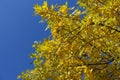 Branches of Fraxinus pennsylvanica against the sky Royalty Free Stock Photo