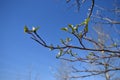 Branches with fresh buds and leaves against the blue perfect sky in a sunny spring day