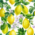 Branches of fresh citrus fruit lemons with green leaves and flowers. Hand drawn watercolor painting. seamless pattern Royalty Free Stock Photo