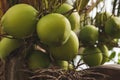 branches of fresh coconuts growing