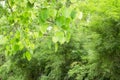 Branches fresh green heart shape leaf of Sacred fig tree in a jungle, the Bamboo tree in background