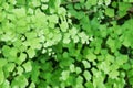 Branches with Fresh Green Leaves of Adiantum, Maidenhair Fern as Natural Background