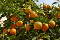 Branches with fresh ripe organic Spanish oranges and green leaves towards a clear blue sky, side view of flat flay of healthy foo