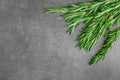 Branches of fresh rosemary on grey table, top view Royalty Free Stock Photo