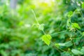 Fresh young bud soft green leaves of climber spreading on natural greenery plant blurred background under sunlight in garden Royalty Free Stock Photo