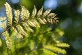 Branches of fresh young green fern leafs Royalty Free Stock Photo