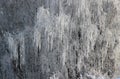 Branches of a frozen birches covered by a hoarfrost hang down Royalty Free Stock Photo