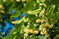 Branches fruit flowers linden, sitting bee, against the blue sky on a bright summer day, rest weekend cottage Royalty Free Stock Photo
