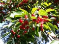 Branches with fruit of Malus Hupehensis