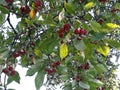 Branches with fruit of Malus Hupehensis