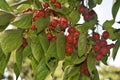 Branches with fruit of Malus Hupehensis