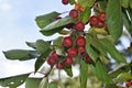 Branches with fruit of Malus Hupehensis