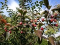 Branches with fruit of Malus Hupehensis