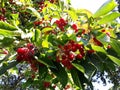 Branches with fruit of Malus Hupehensis