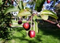 Branches with fruit of Malus Hupehensis