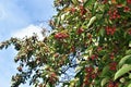 Branches with fruit of Malus Hupehensis