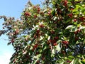 Branches with fruit of Malus Hupehensis