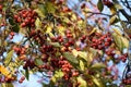 Branches with fruit of Malus Hupehensis.