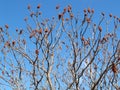 Branches with fruit sumah tanning Rhus coriaria L. against the background of the sky Royalty Free Stock Photo