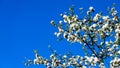 Branches of a fruit tree blooming with white flowers with a blue sky in the background Royalty Free Stock Photo