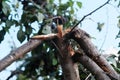 Branches of a fruit tree broken under the weight of fruits, gardening