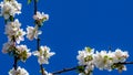 Branches of a fruit tree with white flowers with pink touches and a bee flying over one of them Royalty Free Stock Photo