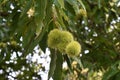 Branches with fruits of Castanea Dentata.