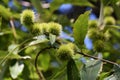 Tree branches of Castanea Dentata.