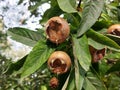 Branches with fruits of Mespilus germanica. Royalty Free Stock Photo