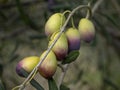 Branches and fruits of an olive tree on a sunny day Royalty Free Stock Photo