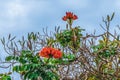 Branches with fruits, orange flowers and green leaves of an African tulip tree